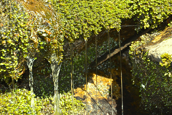 Dripping Moss, Trail to Porter Mountain