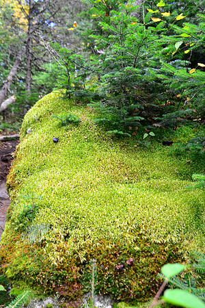 Moss, Trail to Rocky Peak Ridge