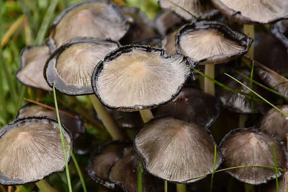 Common Gilled Mushrooms, Trail to Moose Mtn Pond 2