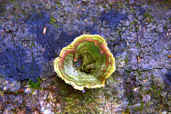 Mushroom in Stone, Trail to Porter