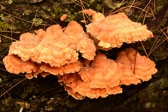 "Stinking Orange Oyster Mushroom," Trail to Moose Mtn Pond