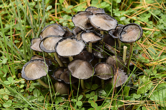 Common Gilled Mushrooms, Trail to Moose Mtn Pond