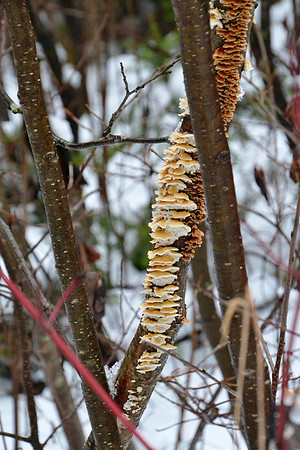 Mushrooms, Trail to Cheney Pond, Hoffman Notch Wilderness 1