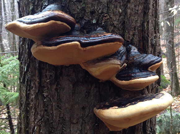 Mushrooms, Trail to Moose Mtn Pond 2