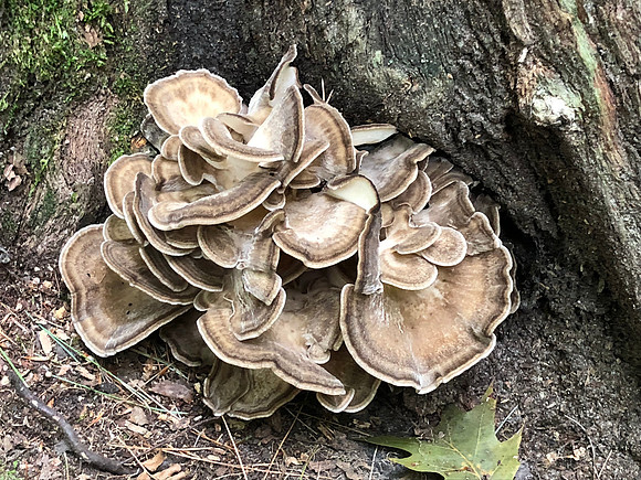 Mushrooms, Trail to Moose Mtn Pond 1