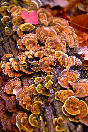 Mushrooms, Trail to Porter 1