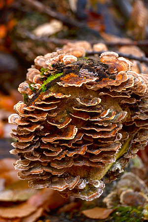 Mushrooms, Trail to Porter 2