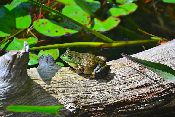 Frog, Gull Pond, Schroon Lake 2