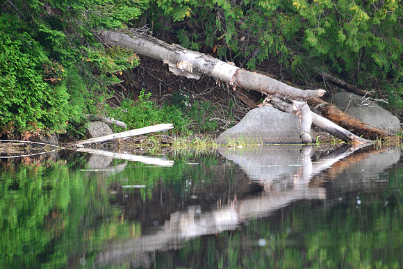Reflections, Sanford Lake 2