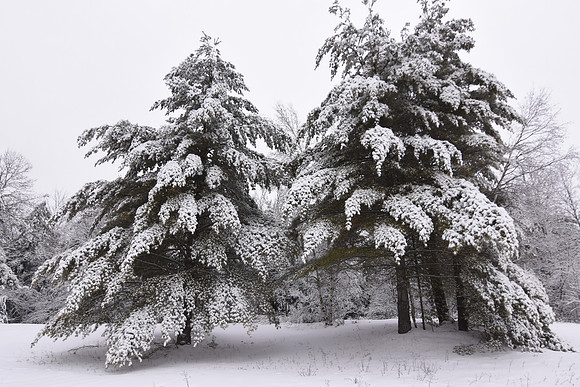 Snow on Trees, North Hudson
