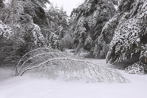 Snow Forces Tree Down, North Hudson