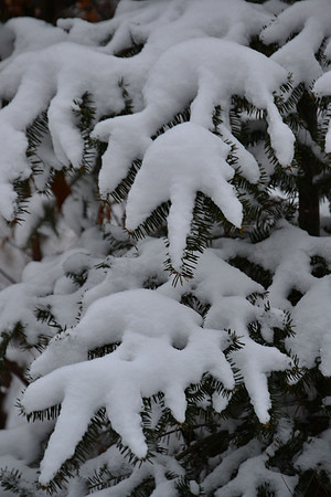Snow on Pine 1