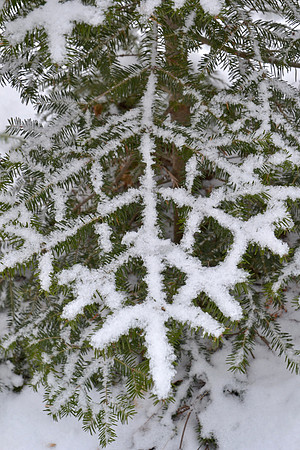 Snow on Pine 2