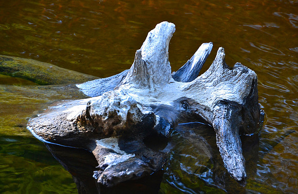 Snow on Driftwood, Henderson Lake