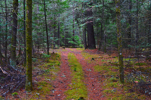 Old Logging Trail, North Hudson