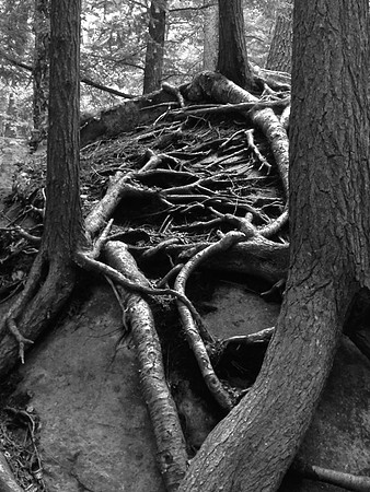Tree Root, Rooster's Comb Trail, Keene Valley