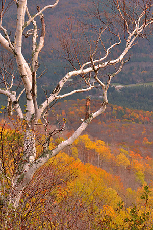 White Birch Tree, Lil Porter Mountain Trail