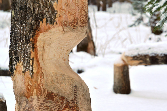 Beaver Tree, Ausable Club, Keene Valley