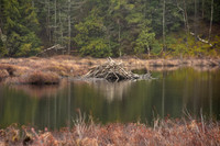Berrymill Pond, Beaver Lodge, North Hudson