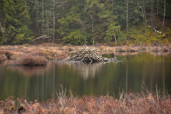 Berrymill Pond, Beaver Lodge, North Hudson