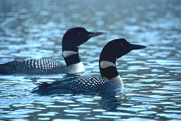 "Loon Pair", Johnson Pond, North Hudson