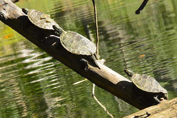 Turtles, LaChute River, Ticonderoga 2