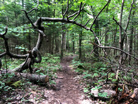Trail to Round Pond, North Hudson