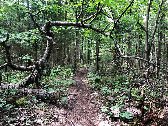 Trail to Round Pond, North Hudson
