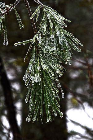Ice Storm, North Hudson 6
