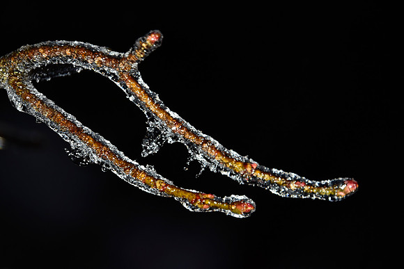 Ice Storm, North Hudson 9