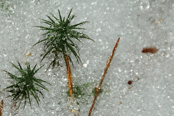 Ice Storm, North Hudson 10