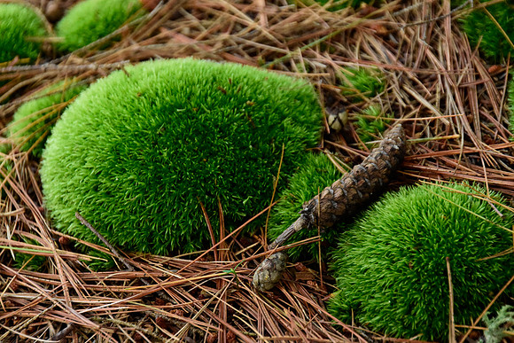 Moss & Pine Cone, North Hudson