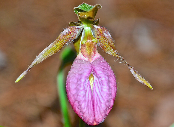 Pink Lady Slipper, North Hudson 1