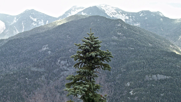 Blake, Solo Tree