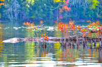 Follensby Clear Pond, Saranac 6