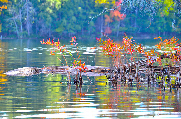 Follensby Clear Pond, Saranac 6