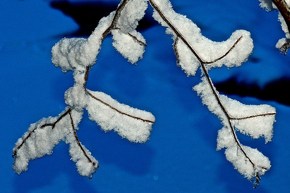 Snow on Branches, North Hudson