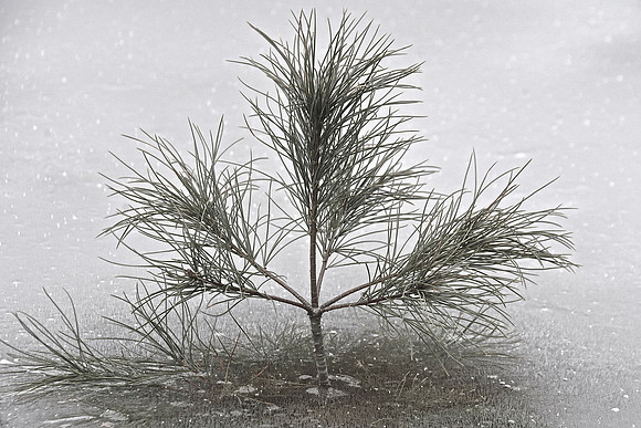 Ice Storm, North Hudson 14