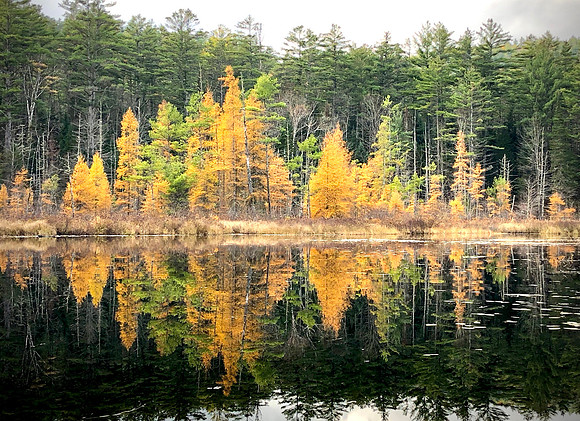 "Deadwater Reflections" North Hudson