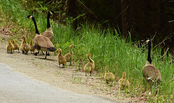 Goslings, Tahawus