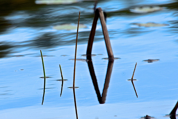 Geometry in Nature 1