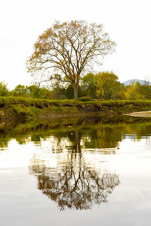 Boquet River, Single Tree Reflection, Wadhams