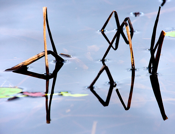 Geometry in Nature 6
