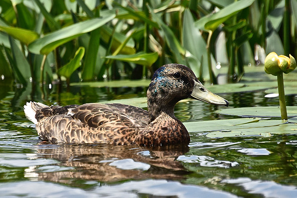 Female Mallard, Sacandaga River, Speculator