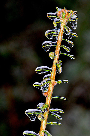 Ice Storm, North Hudson 2