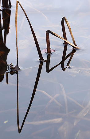 Geometry in Nature 8