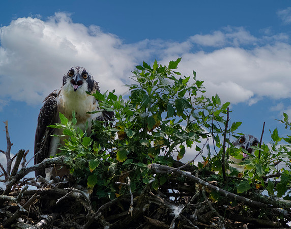 Osprey Guarding the Nest, Ticonderoga