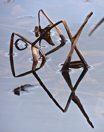 Geometry in Nature 11