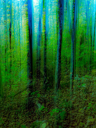 Blue Forest, Sapphire Serenity, Coney Mtn Trail