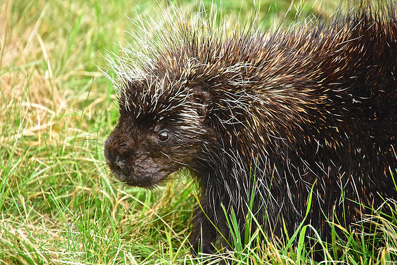 Porcupine in High Grass, Wadhams
